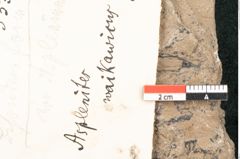 Foto (Detailansicht) von Asplenites waikawicus Ettingshausen (NHMW-GEO-2024-0188-10333)
